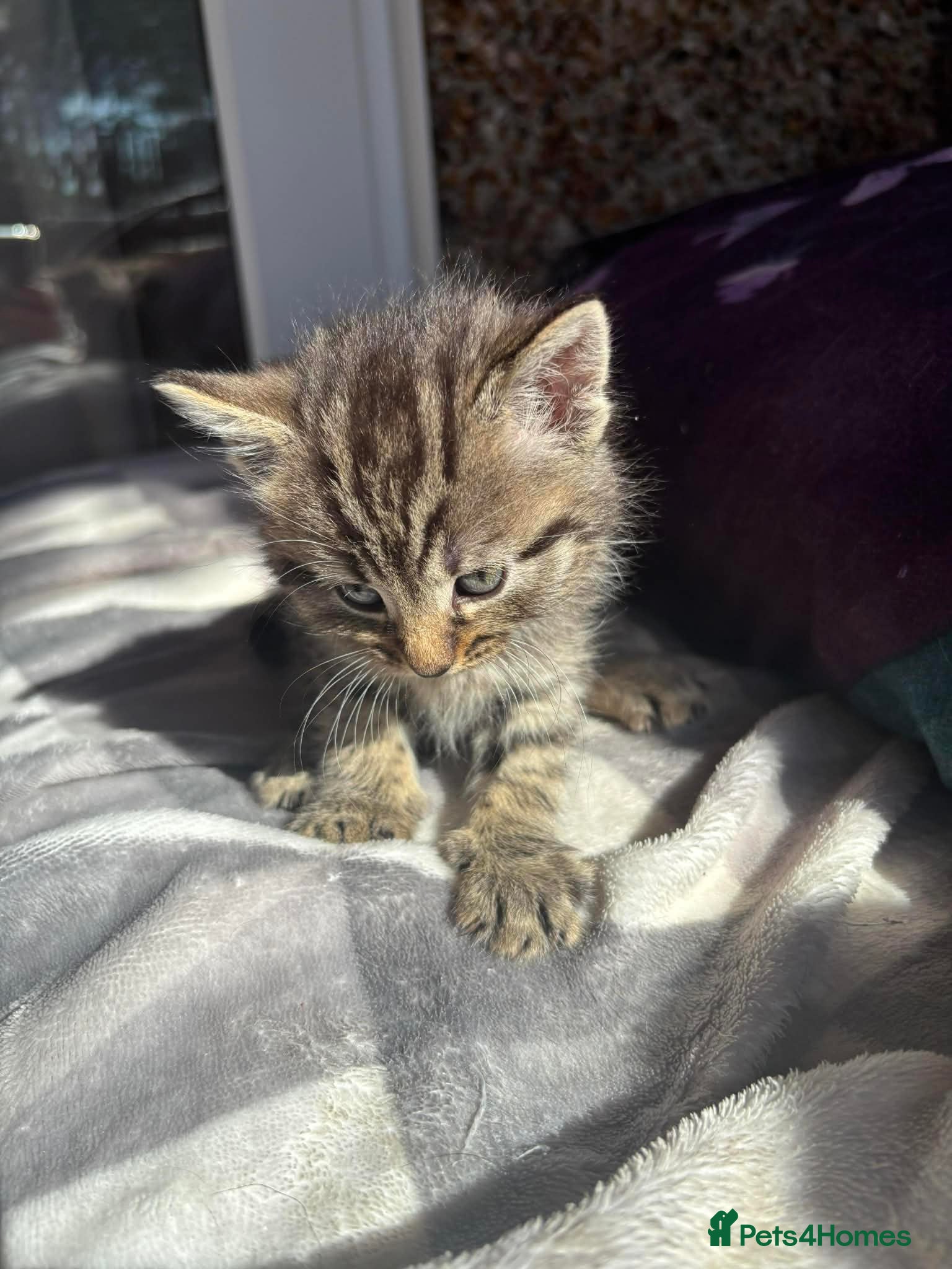 Aegean cats Tabby’s Cats  - Advert 2