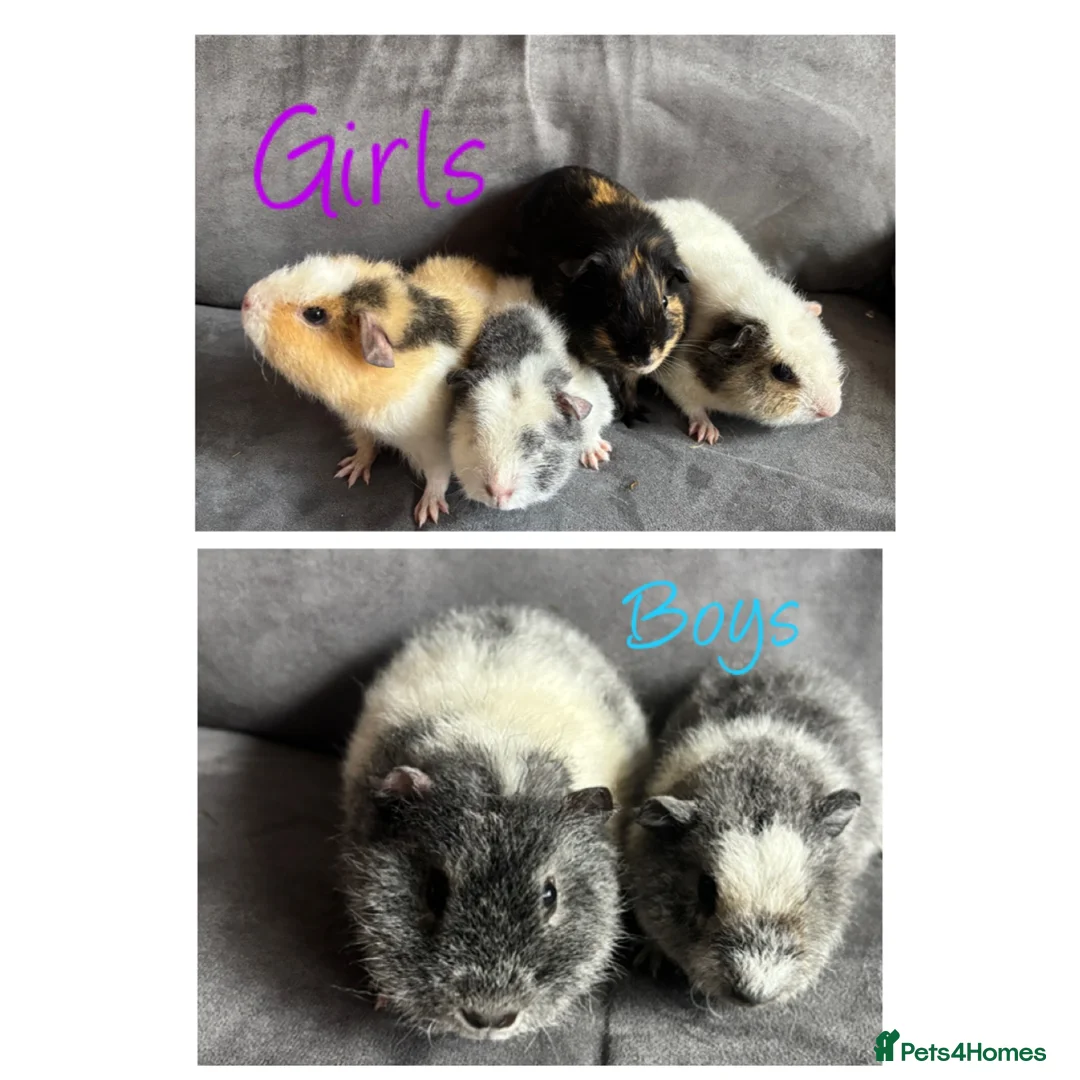 Guinea Pig rodents for sale: Baby Guineapigs x4 girls x2 boys- ready now - Advert 2