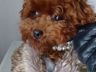 Poodle dogs Asian Korean miniature Poodle stud - Advert 10