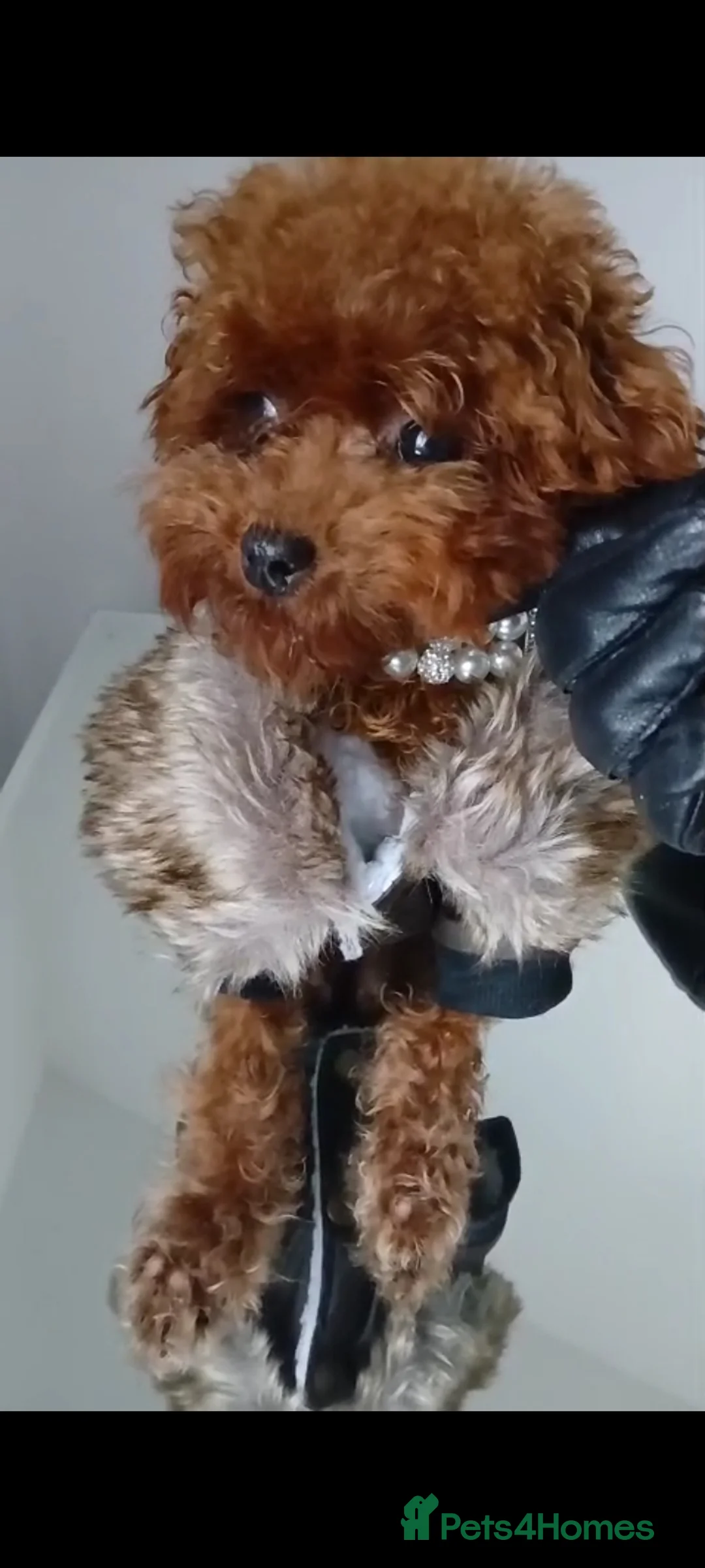 Poodle dogs for stud: Asian Korean miniature Poodle stud  - Advert 2