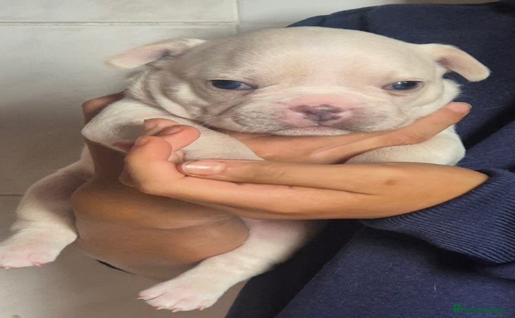 French Bulldog dogs - Advert 2