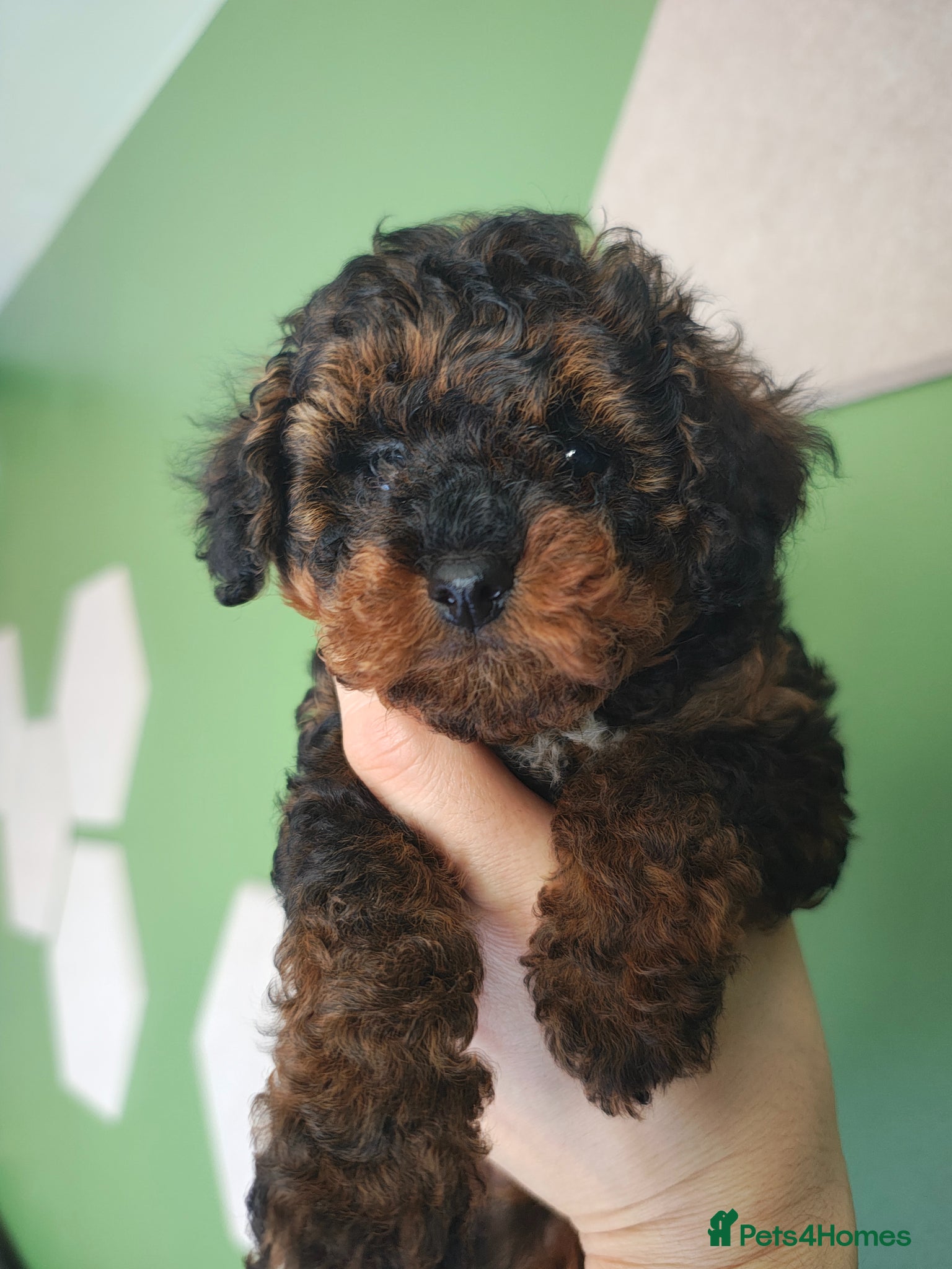 Toy Poodle dogs Toy Poodle Pup KCreg. Not for breeding. Price down - Advert 13