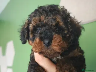 Toy Poodle dogs Toy Poodle Pup KCreg. Not for breeding. Price down - Advert 13