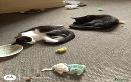 Mixed Breed cats for sale: 2 little boys,one black,one tuxedo  - Image 3