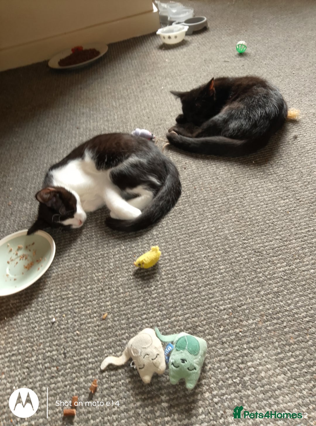 Mixed Breed cats for sale: 2 little boys,one black,one tuxedo  - Image 3