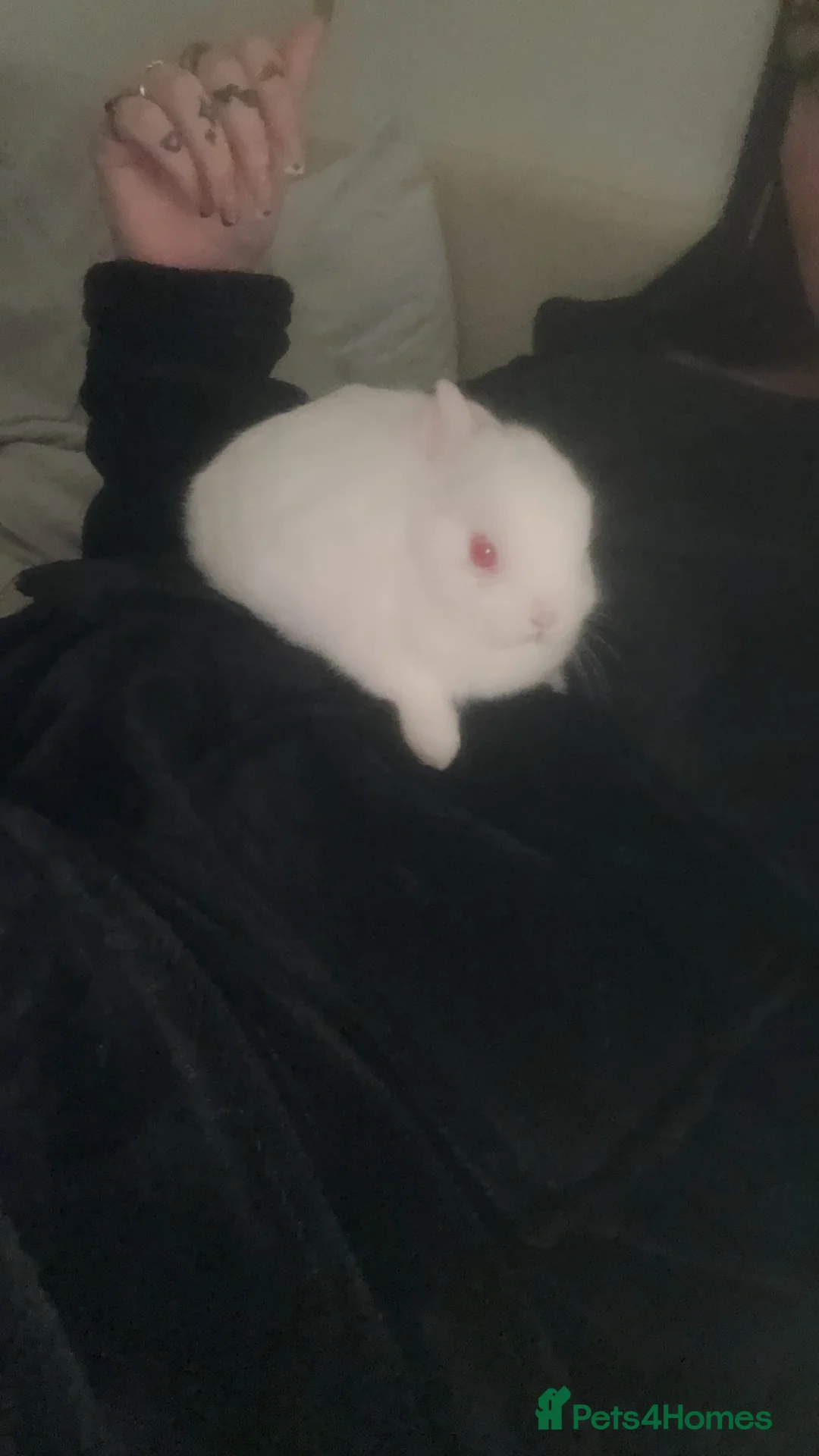 Netherland Dwarf rabbits for sale: Netherland Dwarf  - Advert 4