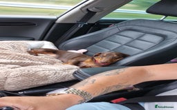 Miniature Dachshund dogs for stud: STUD available  - Image 14