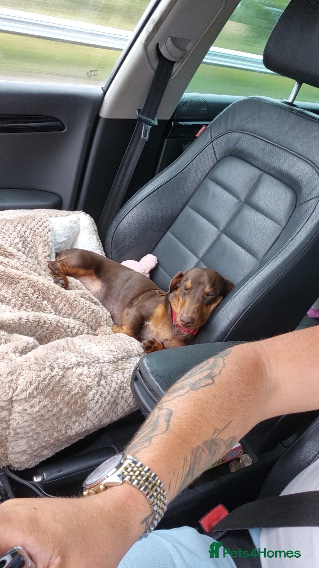 Miniature Dachshund dogs for stud: STUD available  - Advert 12