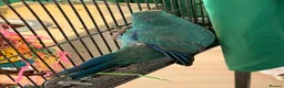 Parrots birds for sale: Bonded pair of kakarikis male and female  - Advert 18