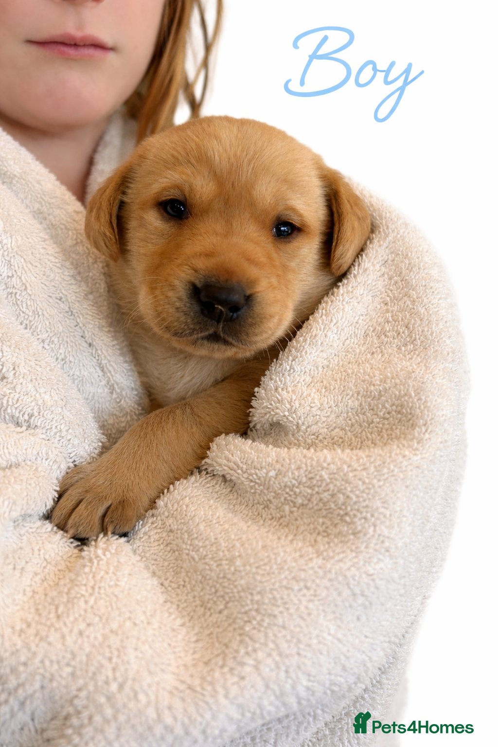 Labrador Retriever dogs Kennel club registered Labrador puppies  - Advert 16