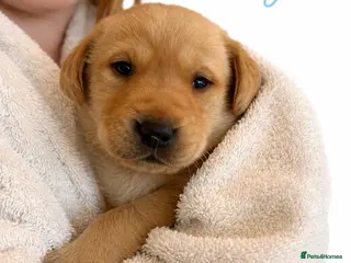 Labrador Retriever dogs Kennel club registered Labrador puppies - Advert 16