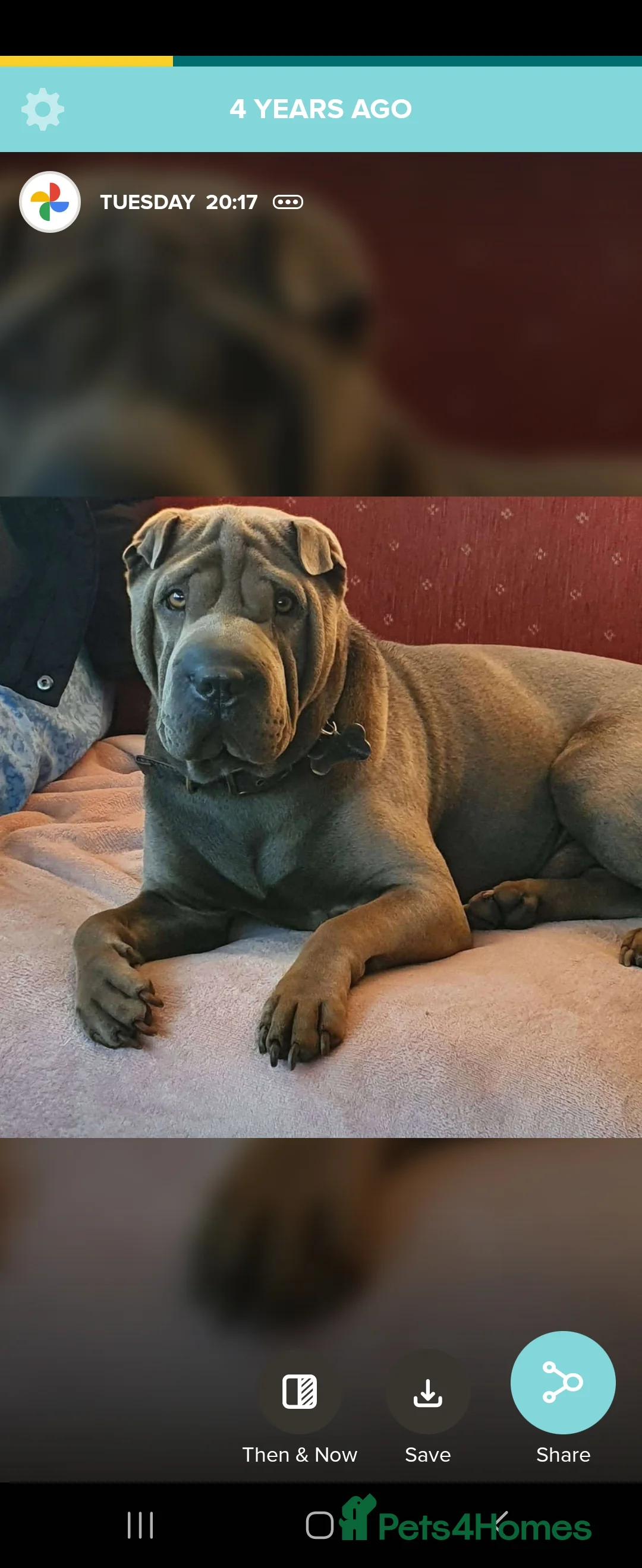 Shar Pei dogs for stud: Gus blue horse coat available for stud in Billericay - Advert 14