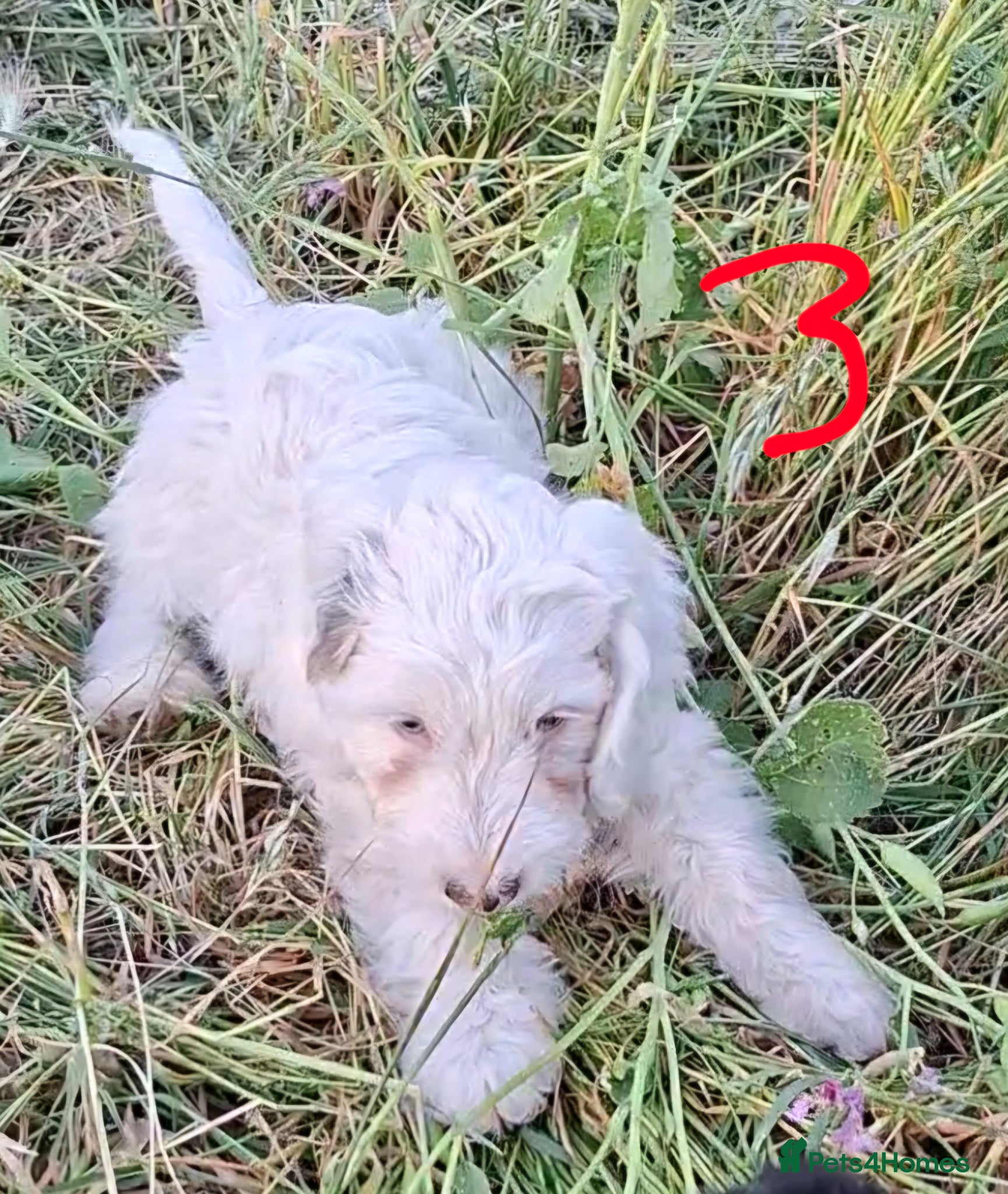 Cockapoo dogs F1 Cockapoo Puppies  - Advert 2