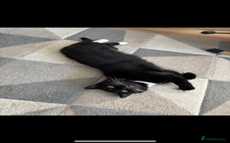 Mixed Breed cats for sale: Loving five-year-old male cat for sale - Image 3