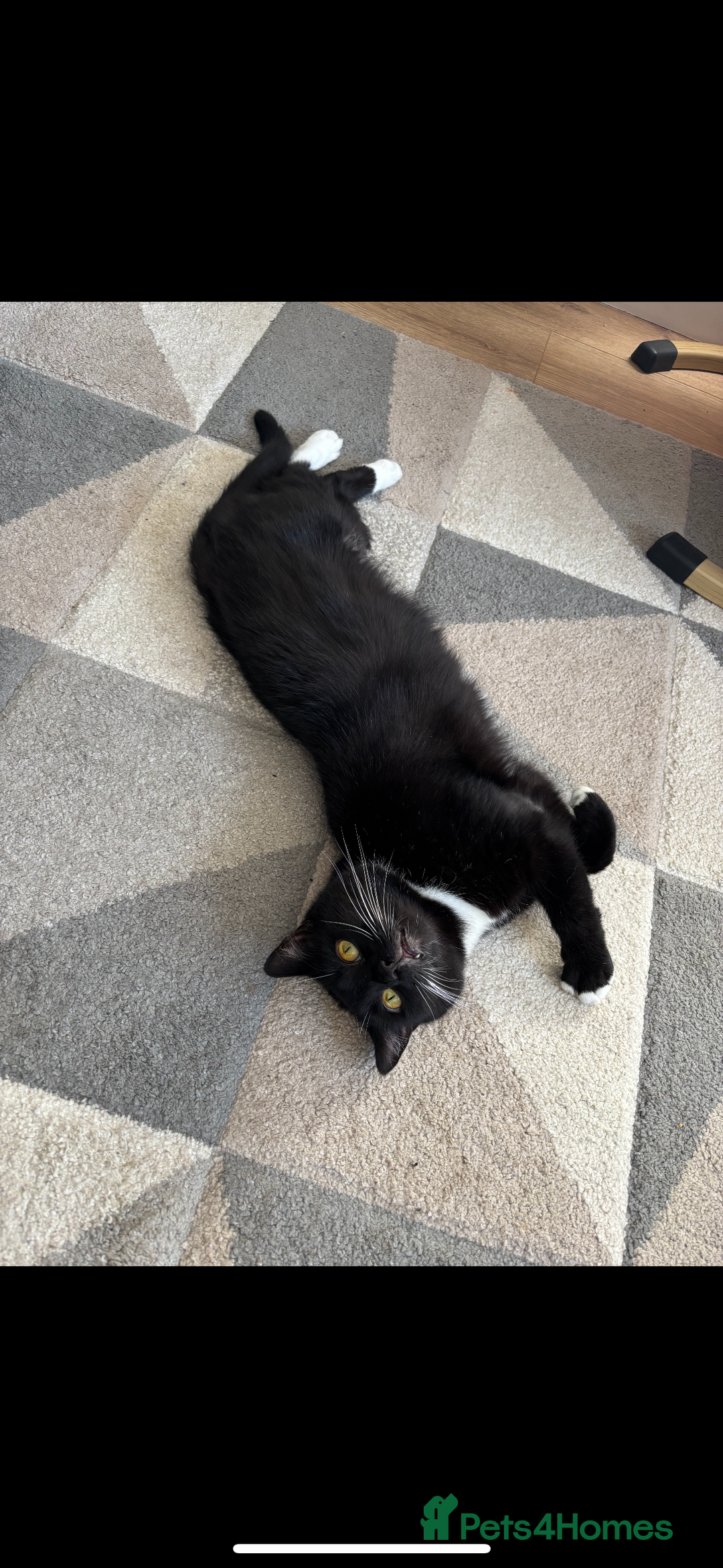 Mixed Breed cats for sale: Loving five-year-old male cat for sale - Image 3