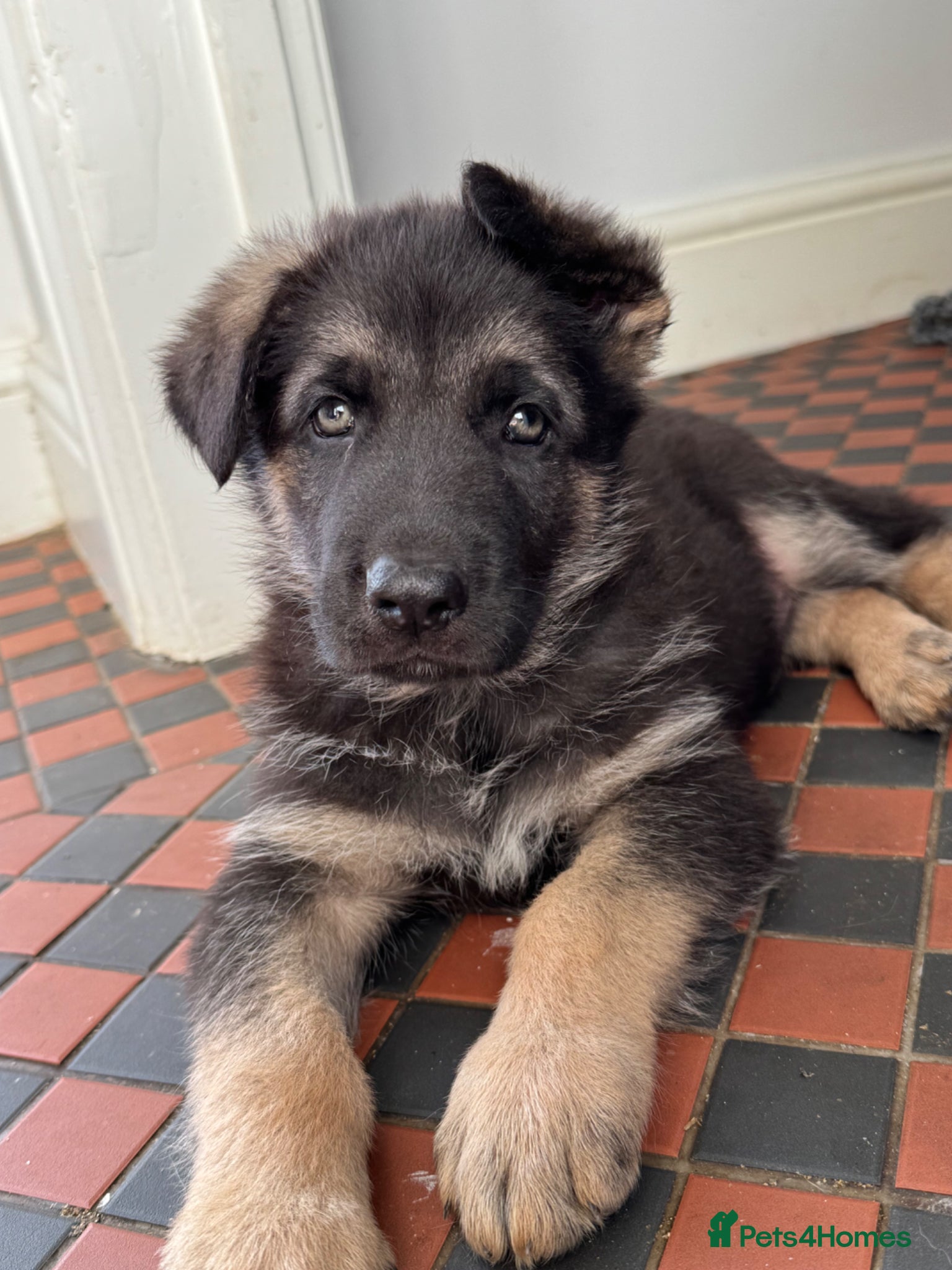 German Shepherd dogs Pure bred Straight Back German Shepherds - Advert 4
