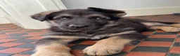 German Shepherd dogs for sale: Pure bred Straight Back German Shepherds - Advert 3
