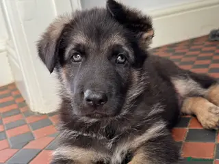 German Shepherd dogs Pure bred Straight Back German Shepherds - Advert 1