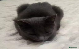 British Shorthair cats for stud: BRITSH SHORT GREY CAT SEEKING FOREVER HOME - Advert 5