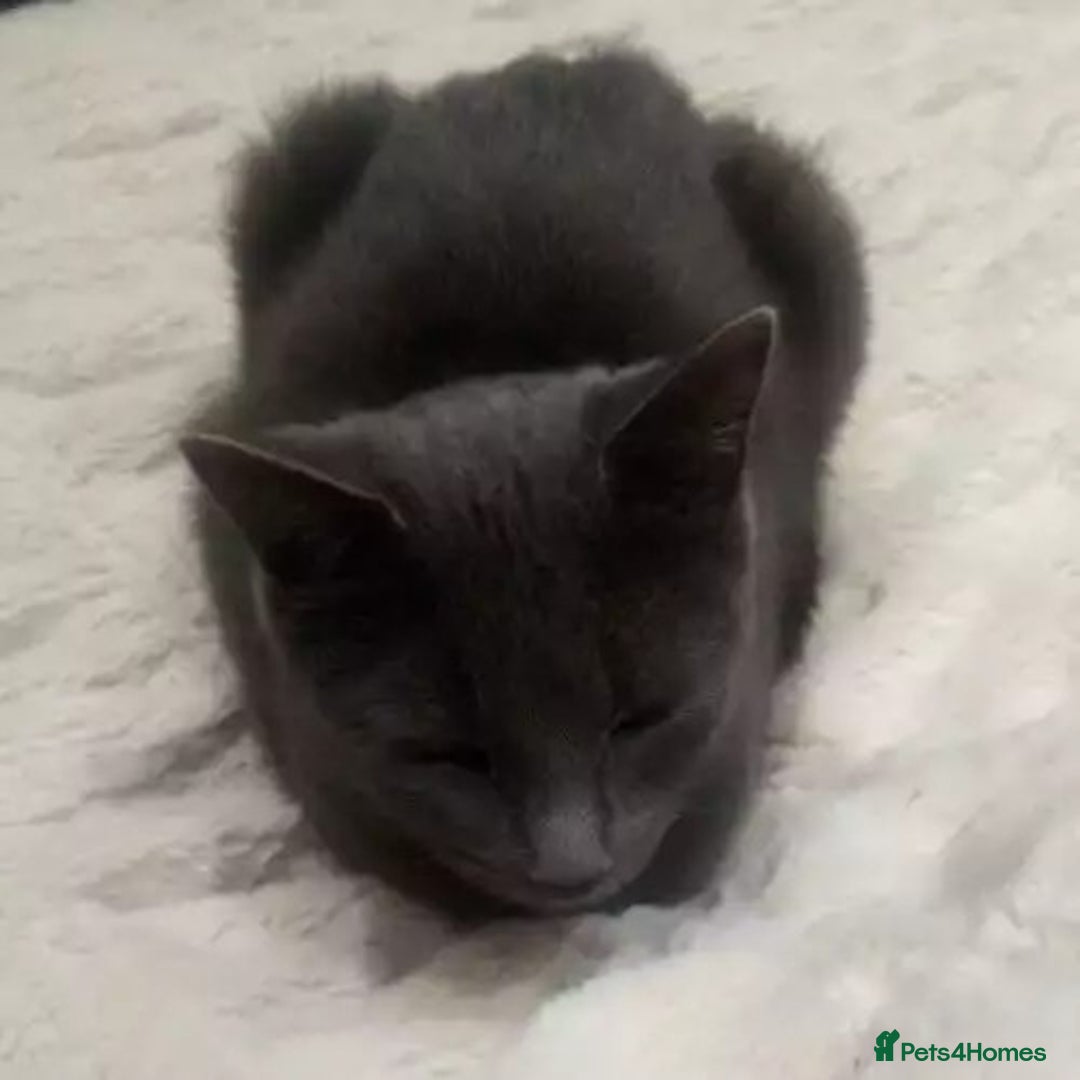 British Shorthair cats for stud: BRITSH SHORT GREY CAT SEEKING FOREVER HOME - Advert 5