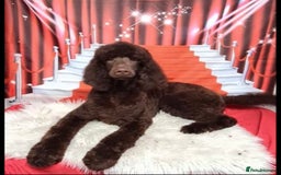 Goldendoodle dogs for sale: Golden doodle F1B stunning puppies  - Image 21