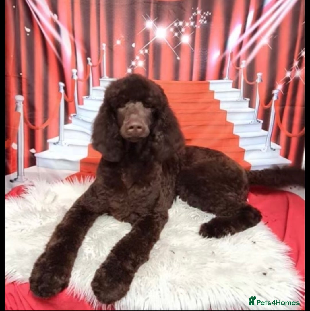 Goldendoodle dogs for sale: Golden doodle F1B stunning puppies  - Image 21