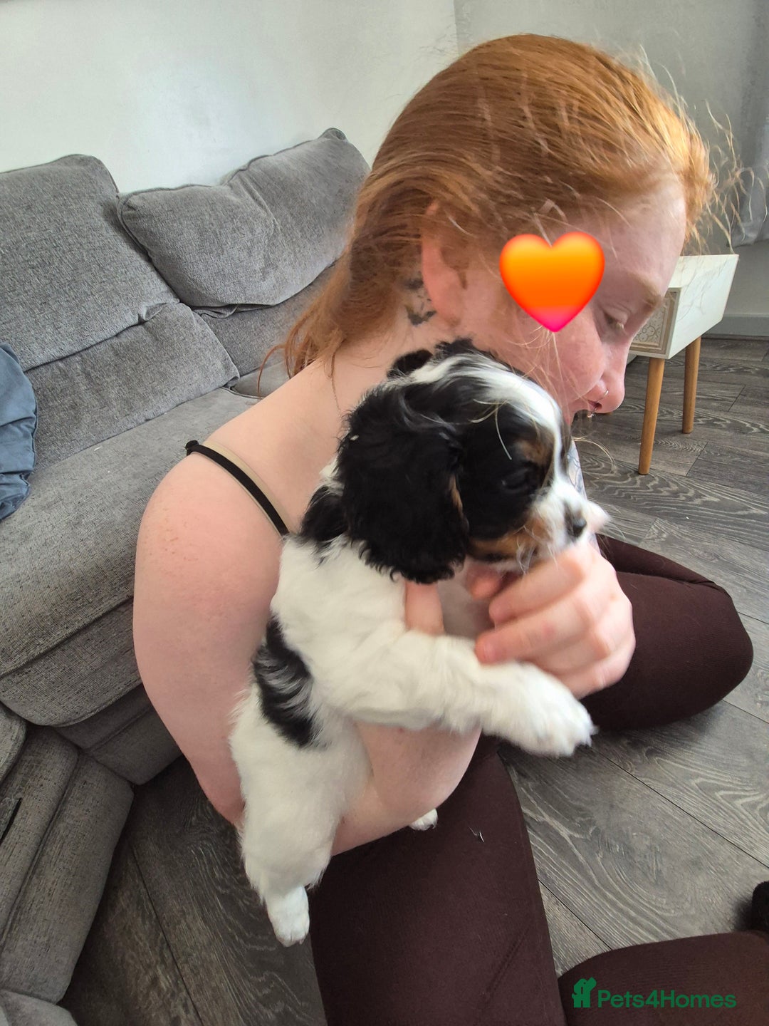 Cockalier dogs for sale: Cavalier king Charles spaniel x cocker spaniel  - Image 13