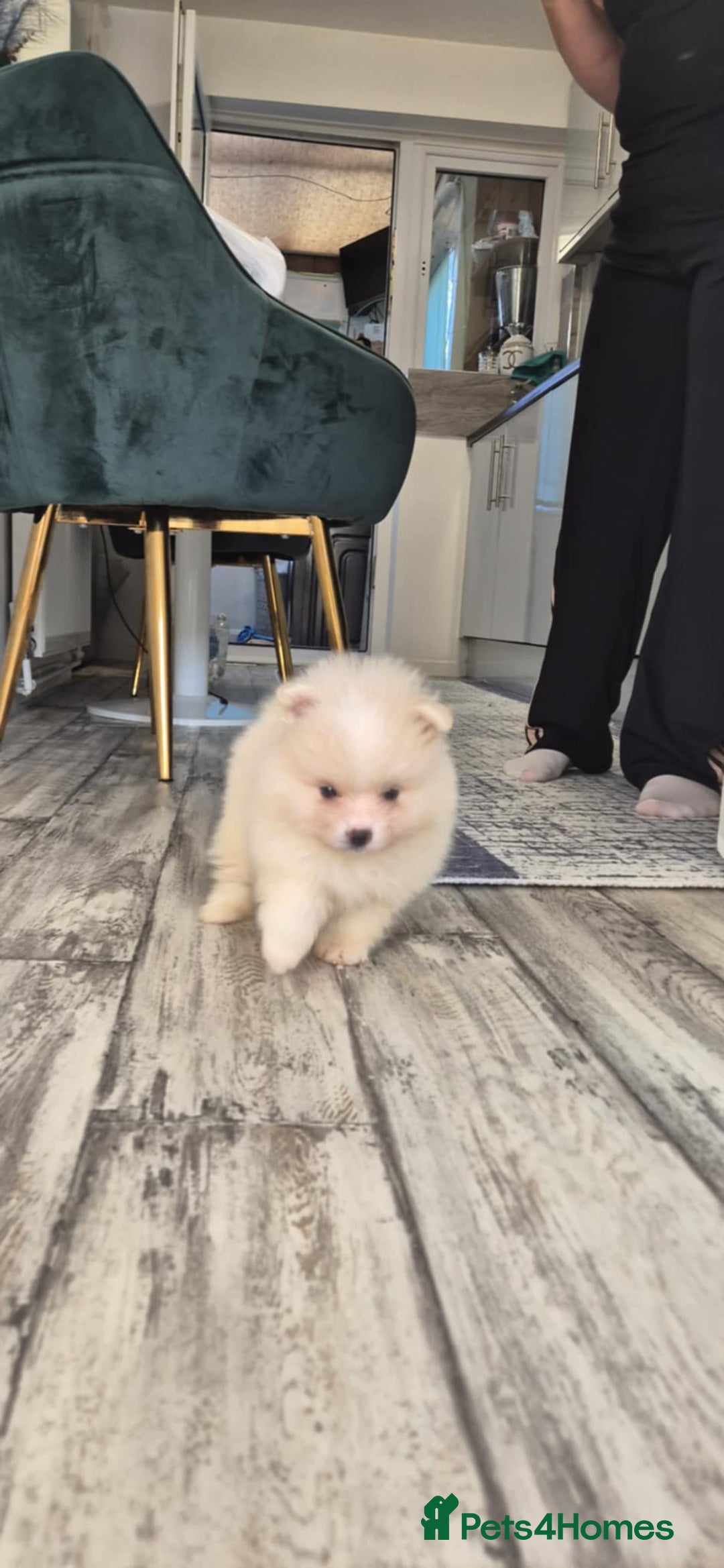 Pomeranian dogs for sale: Pomeranian stunning puppies  - Image 6
