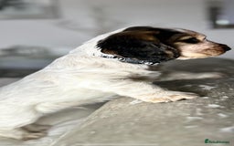 Cocker Spaniel dogs for sale: Show Cocker Spaniel Puppy - Advert 10