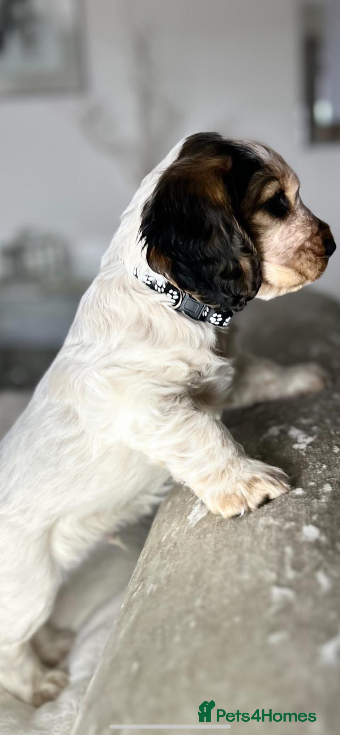 Cocker Spaniel dogs for sale: Show Cocker Spaniel Puppy - Advert 10