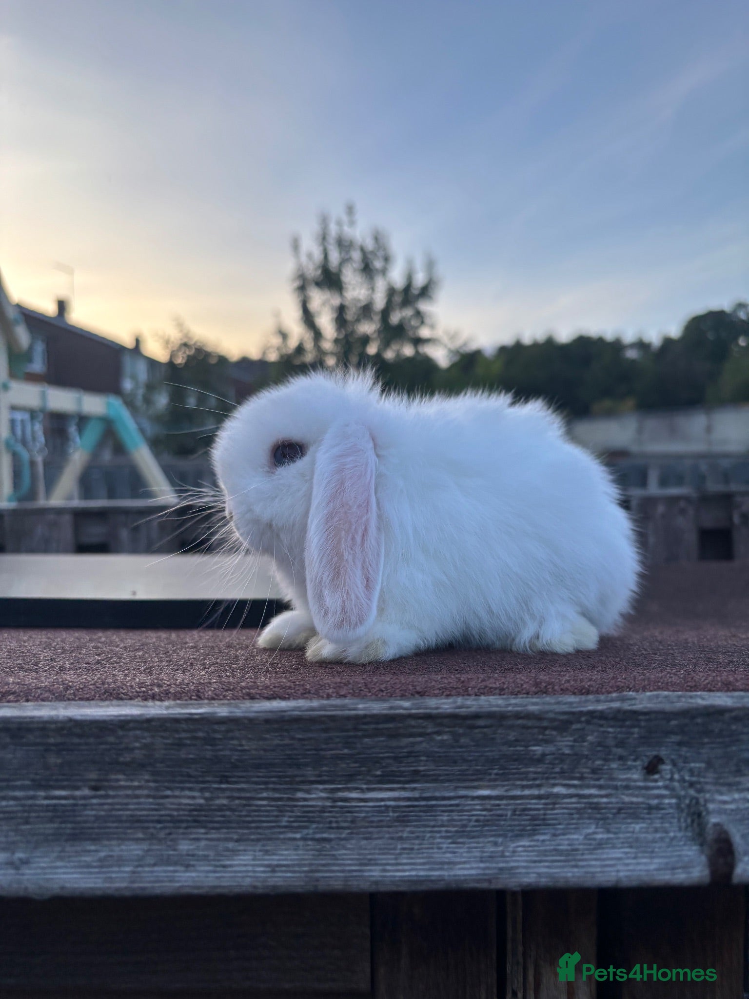 Mini Lop rabbits Mini Lop rabbits Ready to leave  - Advert 2