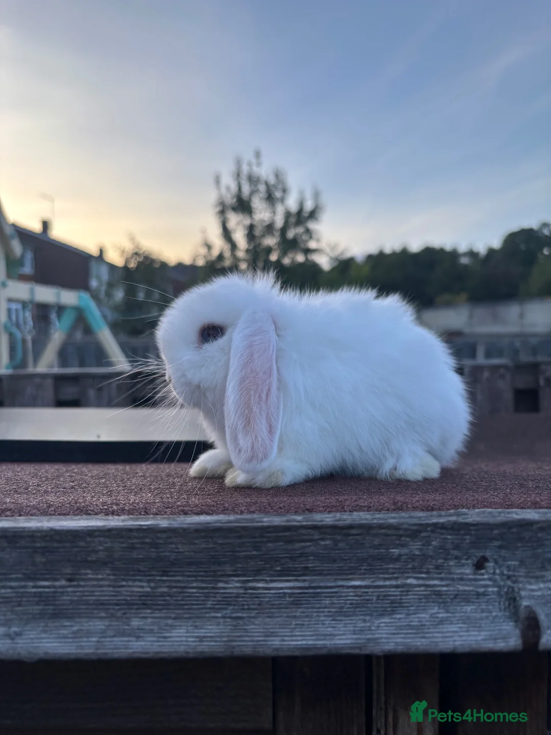Mini Lop rabbits for sale: Mini Lop rabbits Ready to leave  - Advert 2