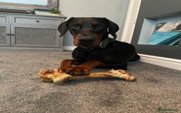 Dobermann dogs for stud: Stud duties only in Bridgend - Image 12