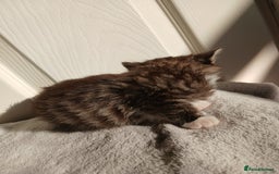 Russian Blue cats for sale: Russain blue x Maine coon Kittens for Sale - Image 8