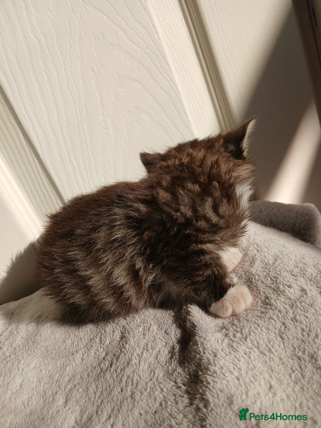 Russian Blue cats for sale: Russain blue x Maine coon Kittens for Sale - Image 8