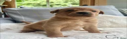 Labrador Retriever dogs for sale: kC reg fox red labs FTCH sired - Advert 15