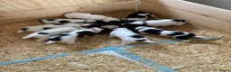 English Springer Spaniel dogs for sale: KC FTCH Springer Spaniels - Advert 4