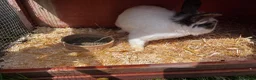 Mini Lion Lop rabbits for sale: 2 Adult Mini Lion Lops Rabbits - Advert 2