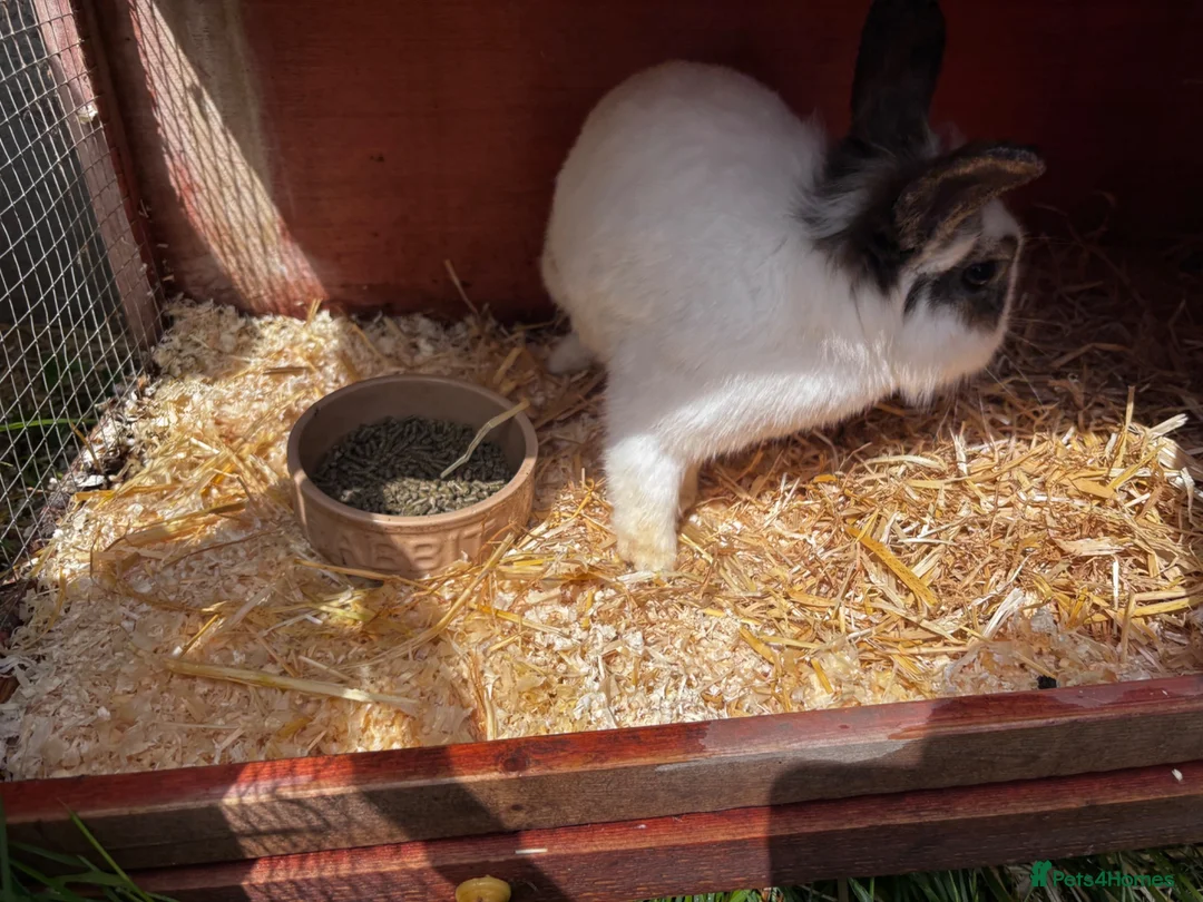 Mini Lion Lop rabbits for sale: 2 Adult Mini Lion Lops Rabbits - Advert 2