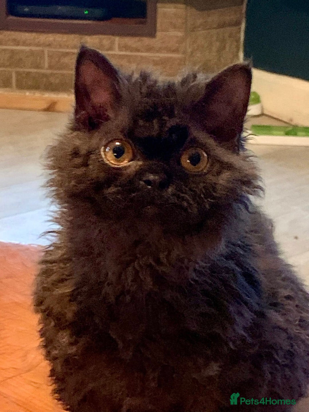 Selkirk Rex cats for sale: Lovely lad looking for a warm lap - Advert 6