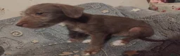 Mixed Breed dogs for sale: 2 Bedlington terrier cross lurcher pups in Romford - Advert 9