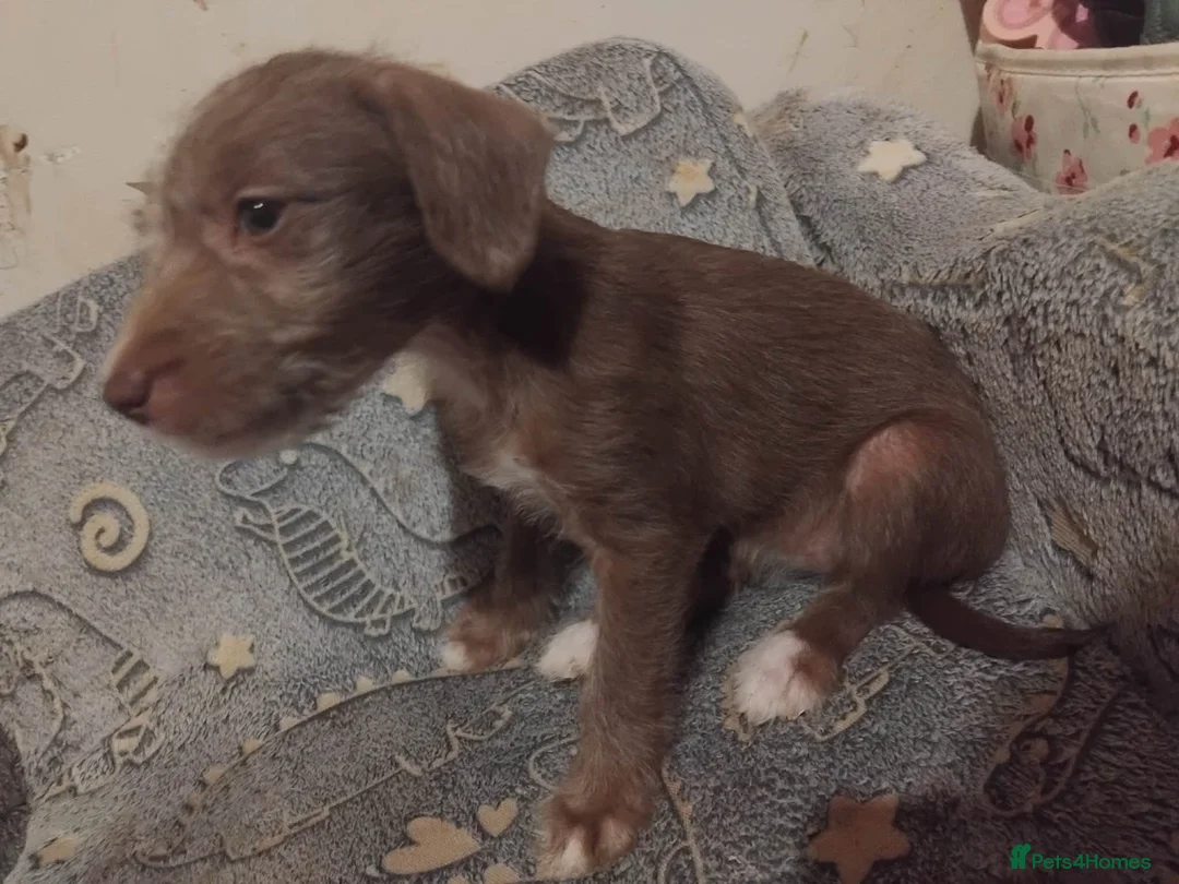 Mixed Breed dogs for sale: 2 Bedlington terrier cross lurcher pups in Romford - Advert 9
