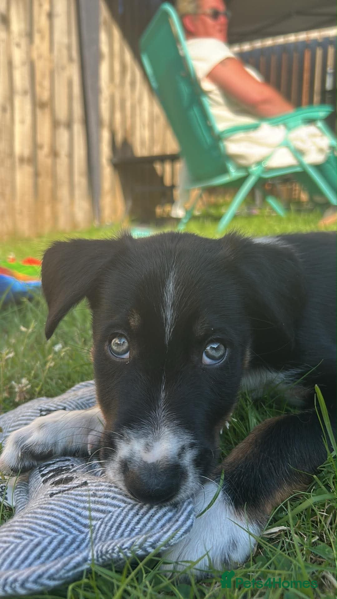 Border Collie dogs Border collie male pup  - Advert 12