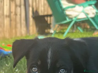 Border Collie dogs Border collie male pup - Advert 12
