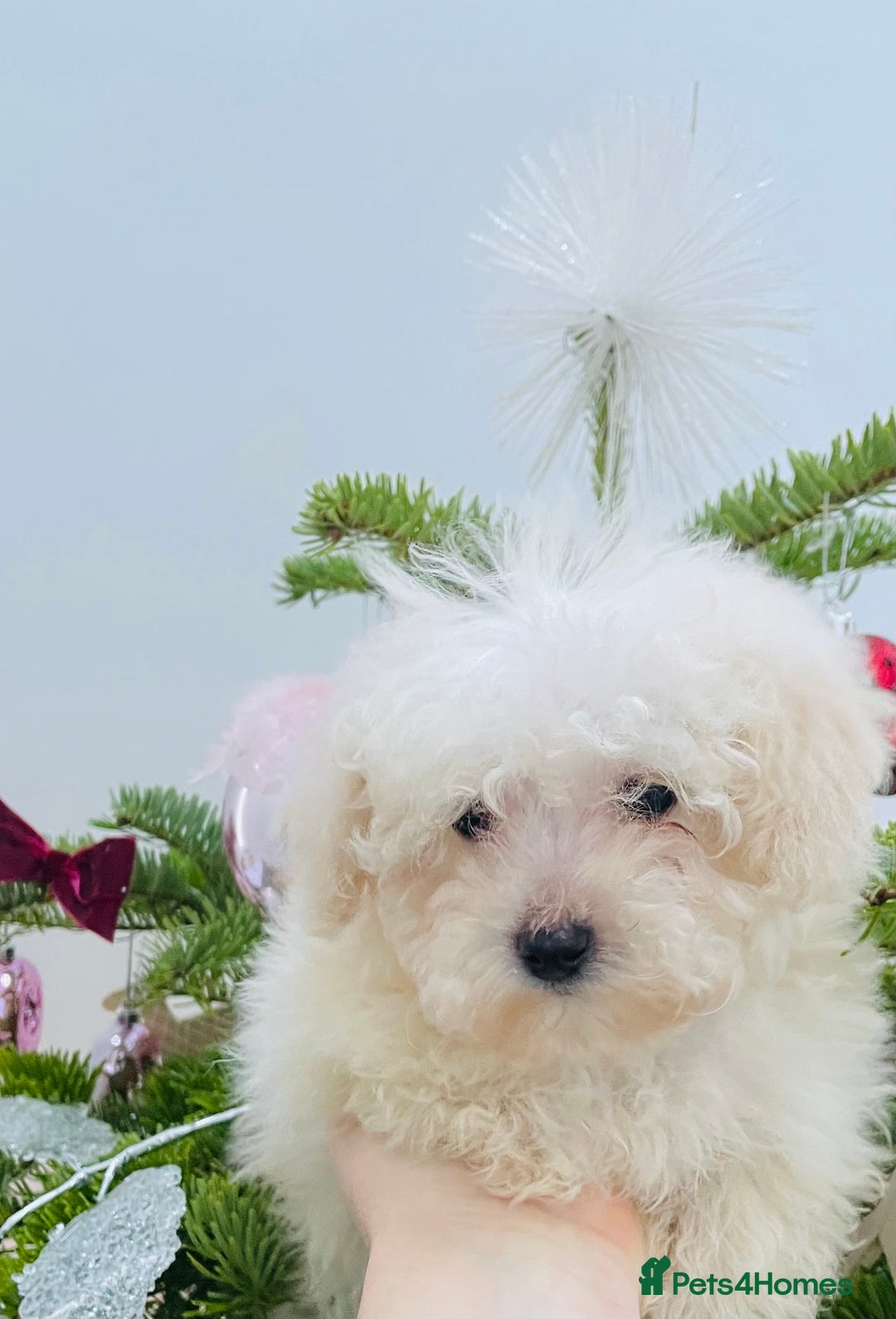 Cavapoo dogs for sale: F1b teddy bear Cavapoo puppies - Advert 3