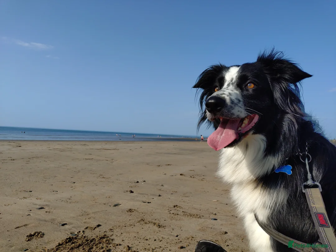 Border Collie dogs for sale: Digby - 5 Year Old Neutered Male Border Collue - Advert 7