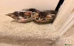 Mixed Breed cats for sale: 3 Mixed Tabby Kittens - Image 6