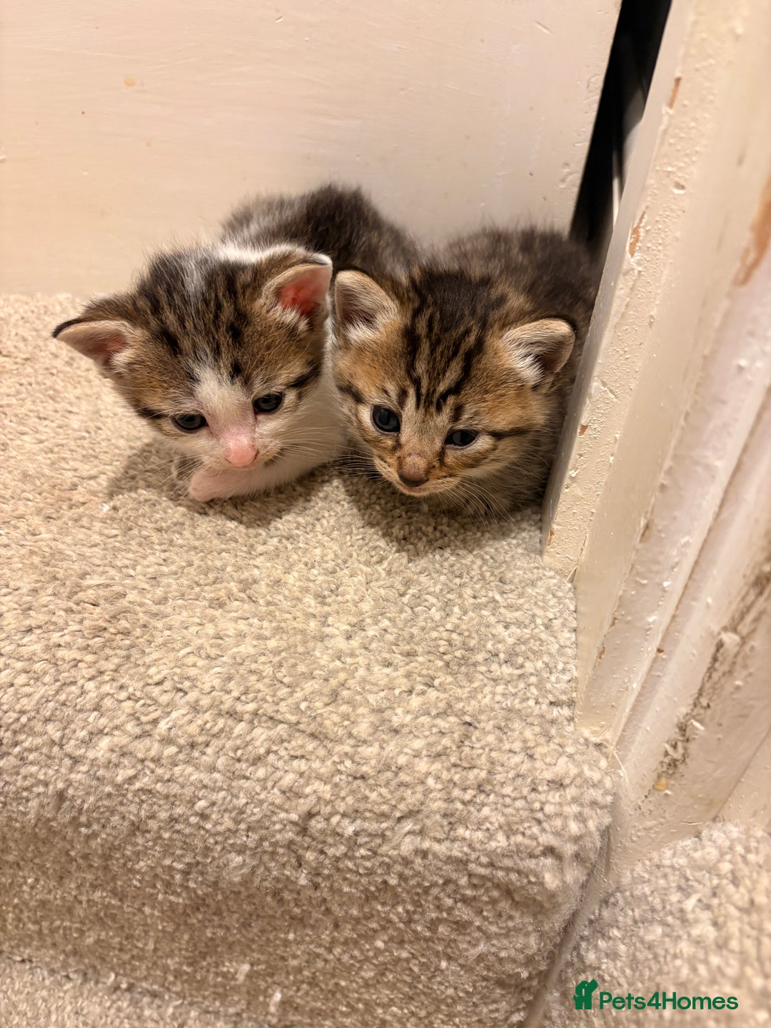 Mixed Breed cats for sale: 3 Mixed Tabby Kittens - Image 6