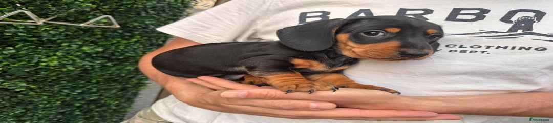 Miniature Dachshund Puppy 2