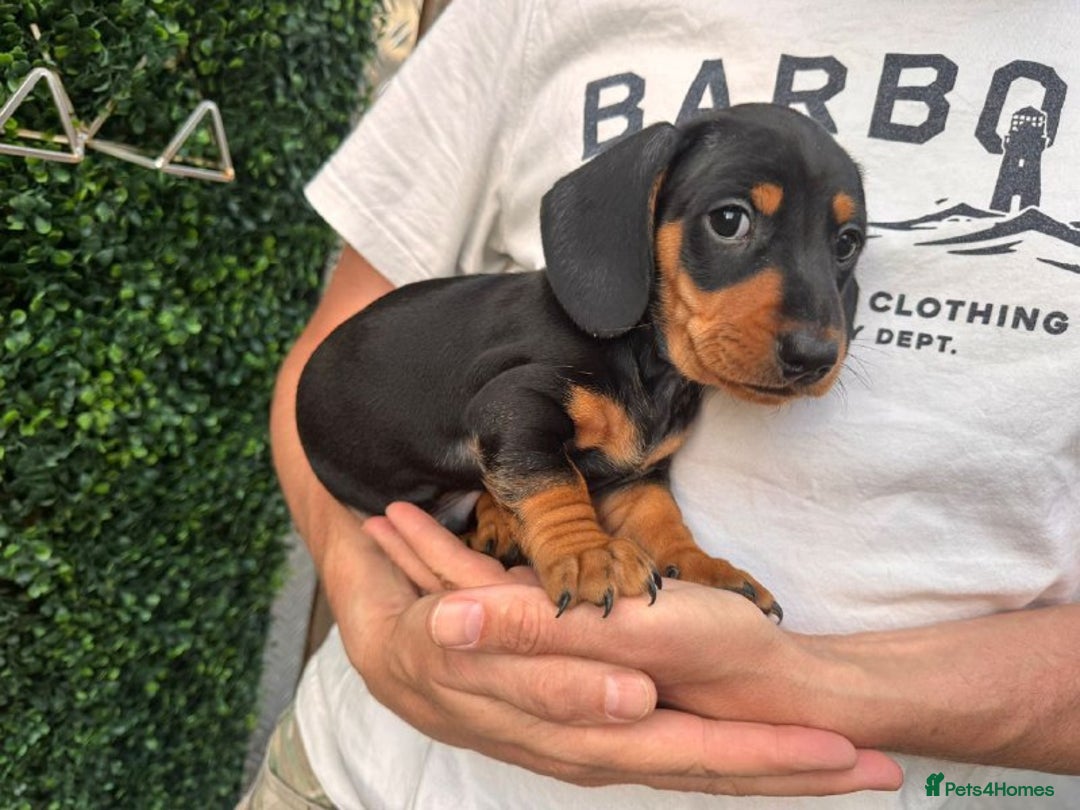 Miniature Dachshund dogs for sale: ADORABLE MINIATURE DACHSHUND PUPPIES FOR SALE - Image 5